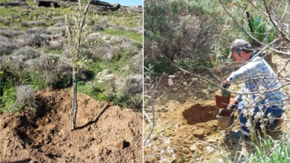 Φύτευση ελαιοδένδρων στη Σίφνο από το ΚΕΠΑ και τον Σύλλογο Γυναικών του νησιού