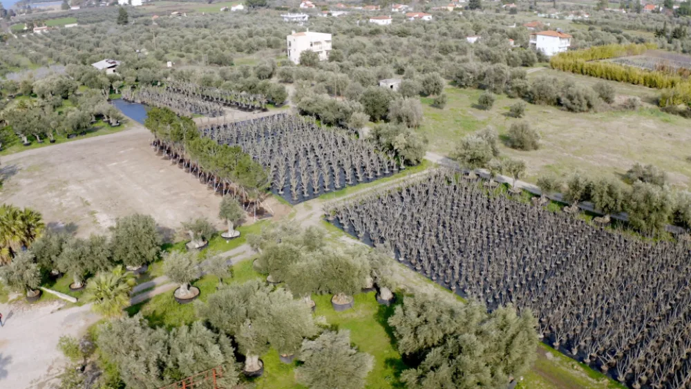 LAMDA Development: Μεταφύτευση 3.000 δέντρων στο Ελληνικό