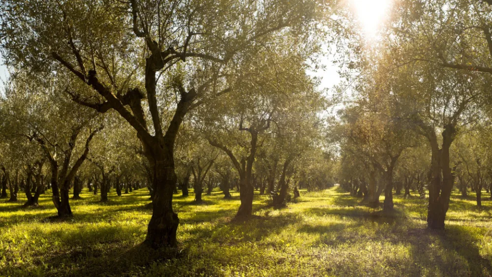​Η Costa Navarino συμμετέχει στο XPRIZE Wildfire για την εξάλειψη των δασικών πυρκαγιών​