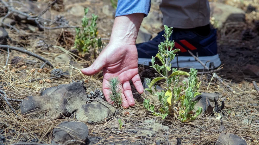 Η Nova παρέδωσε το μείζον έργο αποκατάστασης πυρόπληκτων περιοχών στη Ρόδο