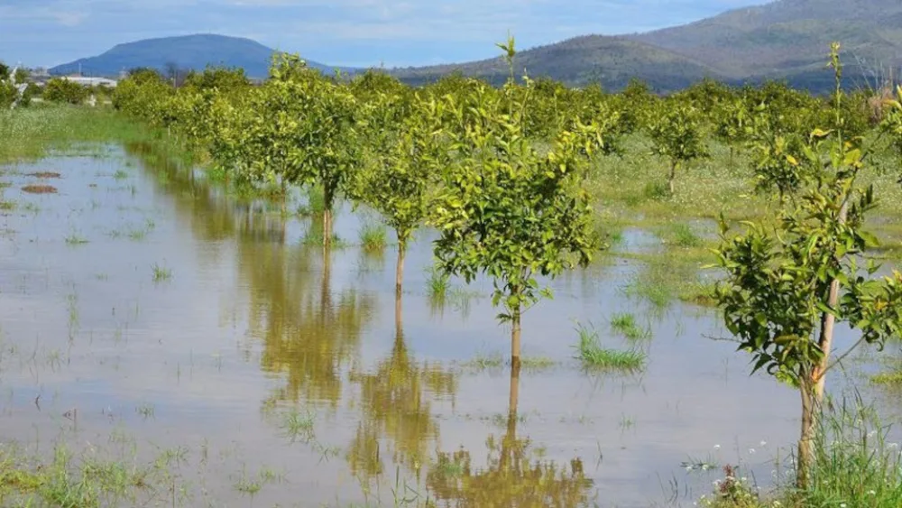 ΕΛ.Γ.Α.: Καταβολή 2,4 εκατ. ευρώ για αποκατάσταση ζημιών στο φυτικό κεφάλαιο