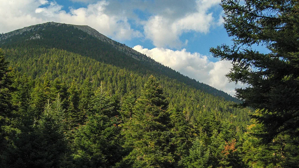 Τα κουρασμένα δάση