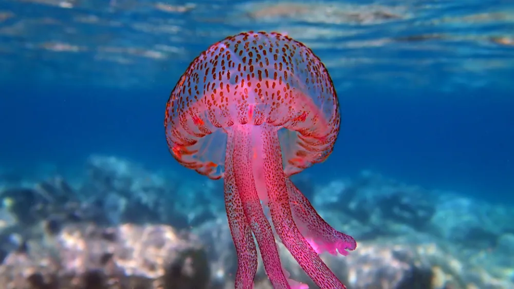 Οχτώ χρήσιμες οδηγίες του Ε.Ε.Σ. για την αντιμετώπιση τσιμπήματος από μωβ μέδουσα