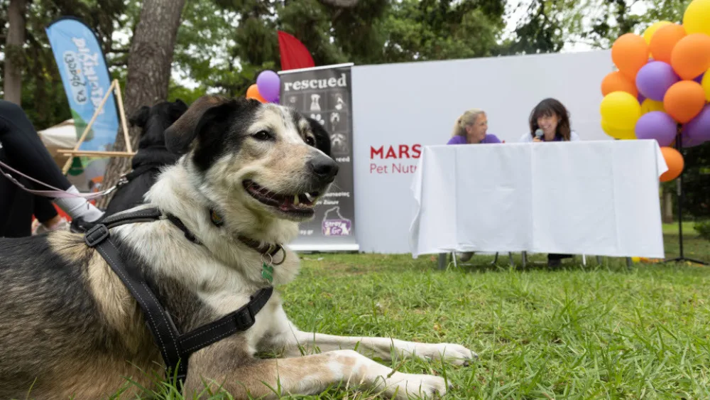 Η Mars Hellas γιορτάζει την Παγκόσμια Ημέρα Ζώων μέσω δράσεων που προάγουν την υπεύθυνη υιοθεσία κατοικίδιων