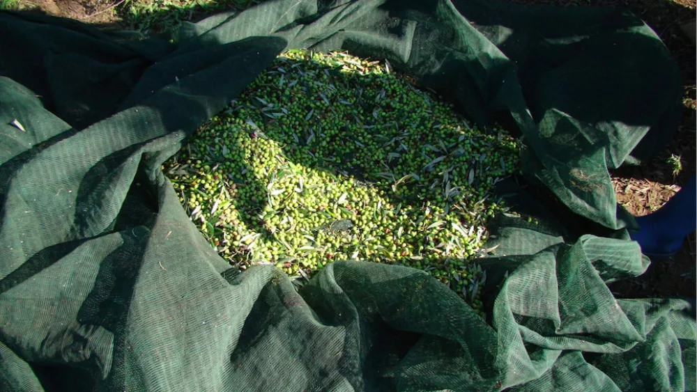 Η Αρετή Σουγκάρη του Maison d’ Olive μοιράζεται μυστικά γεύσης και γνώσης του ελληνικού ελαιόλαδου