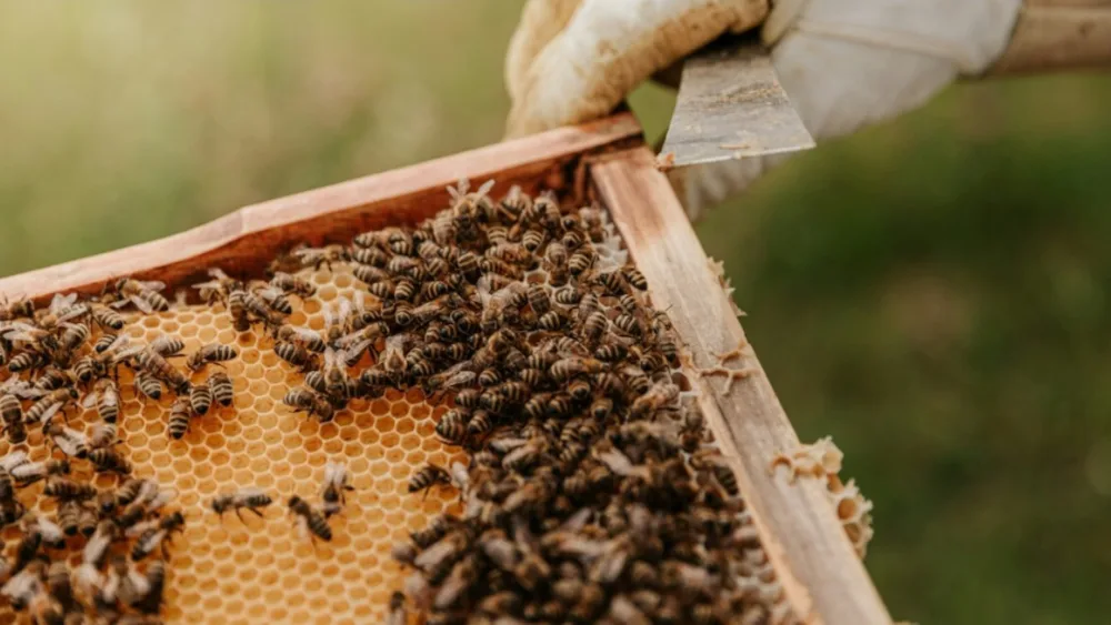 Από αύριο δυνατή η υποβολή αιτήσεων για το νέο επιδοτούμενο πρόγραμμα κατάρτισης ανέργων της ΔΥΠΑ στη μελισσοκομία στην Πάργα
