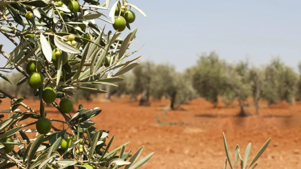 Από αύριο η υποβολή αιτήσεων για το νέο επιδοτούμενο πρόγραμμα κατάρτισης ανέργων της ΔΥΠΑ στην ελαιοκομία στην Πάργα