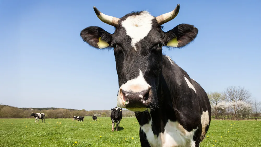 Η συνωμοσία της αγελάδας