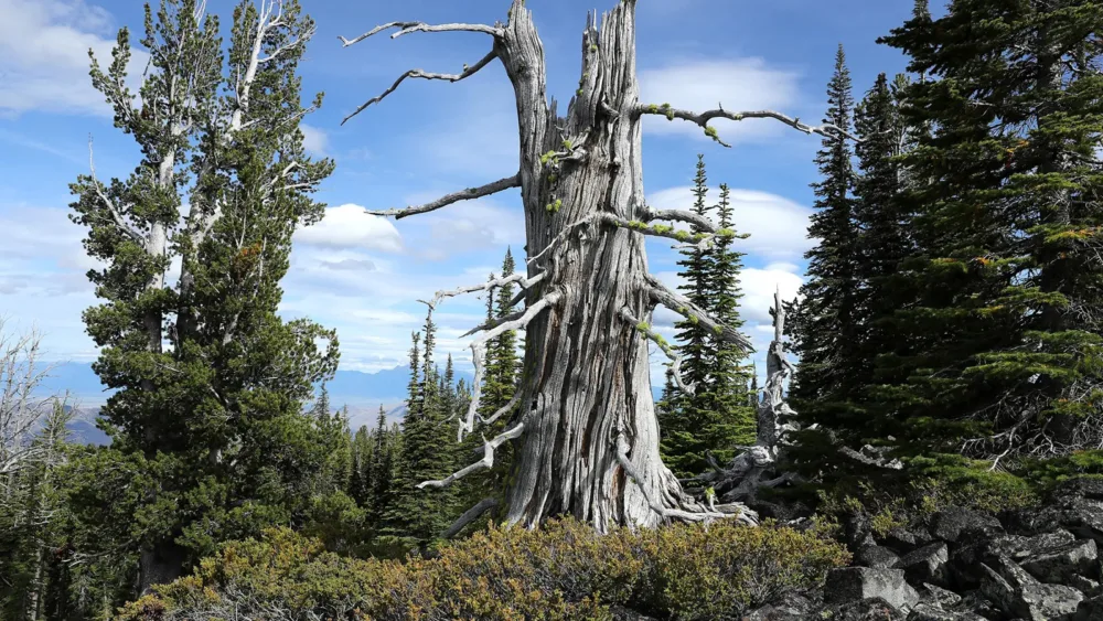 Μεγαλώνουμε χωρίς να γινόμαστε, απαραίτητα, σοφότεροι