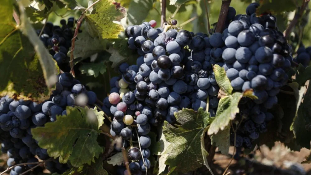 Η ΚΕΟΣΟΕ ζητά άμεσες παρεμβάσεις για την ενίσχυση της αγροτοδιατροφικής αλυσίδας