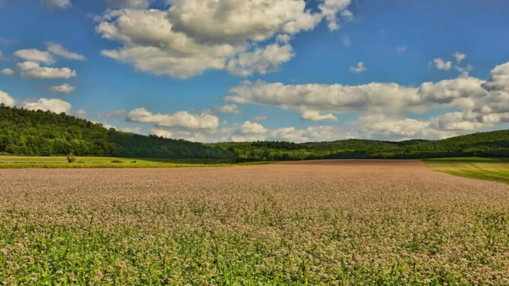 Ολοκληρώνεται συντόμως η Β' φάση του Έργου «Γεωργία με Ευφυΐα» - Ψηφιακός Μετασχηματισμός του Γεωργικού Τομέα – Η αποτίμηση