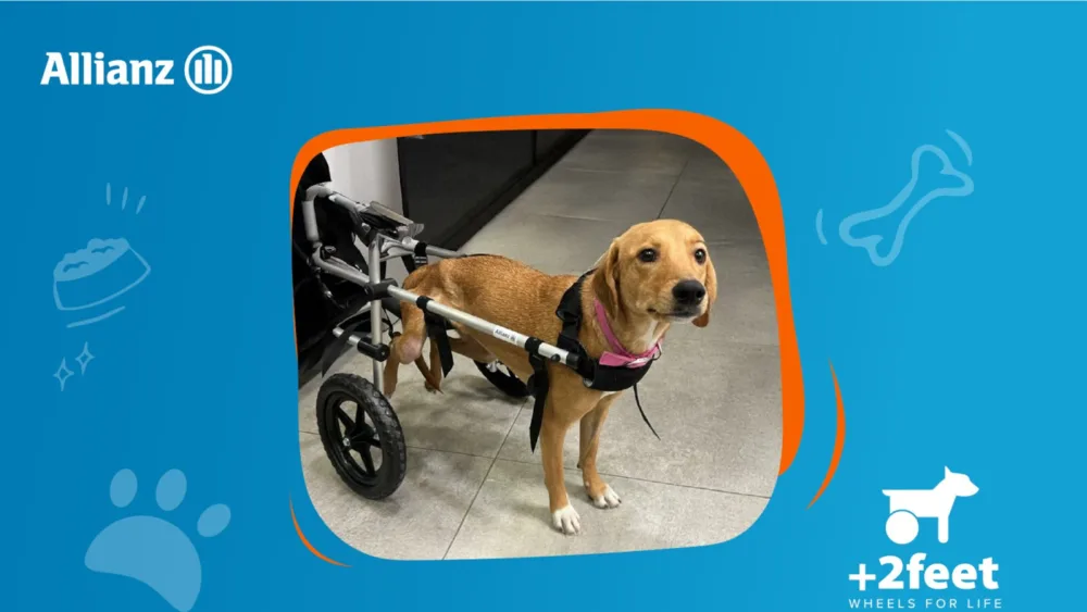 Η Allianz και η Plus2Feet συνεχίζουν τη συνεργασία τους με σκοπό να προσφέρουν ελπίδα και κίνηση σε ζώα με αναπηρία