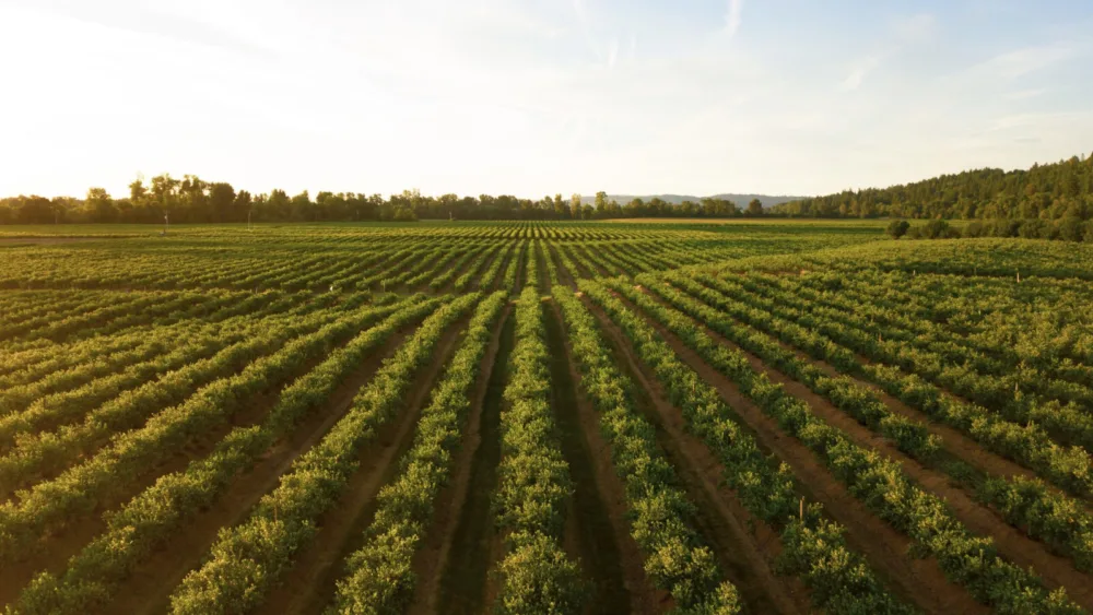 ΑΑΔΕ-myAGRO: Απλοποιείται η διαδικασία υποβολής της Ενιαίας Αίτησης Ενίσχυσης