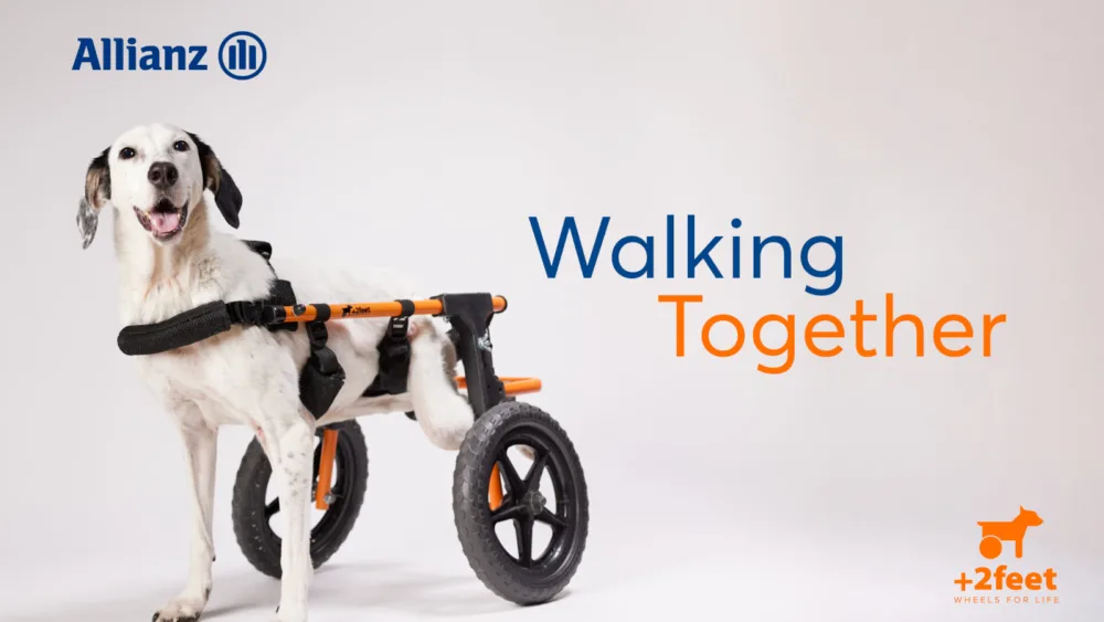 Allianz και Plus2Feet: Το “Walking Together” συνεχίζει να δίνει κίνηση σε αδέσποτα ζώα με κινητικά προβλήματα