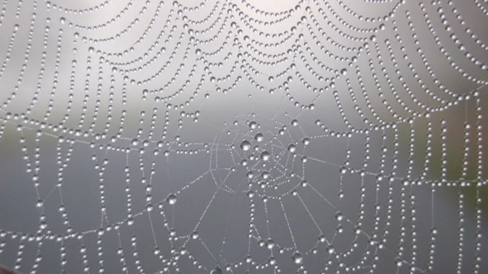 Μην αφήνετε την επιχείρησή σας να "αραχνιάσει"