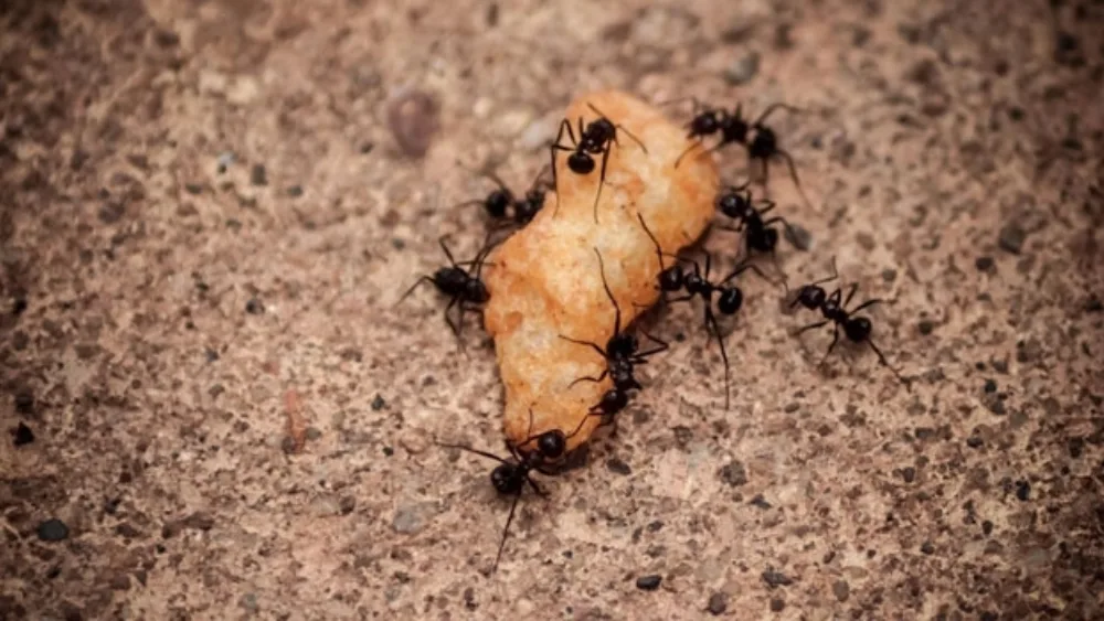 Υπάρχει η τέλεια συνταγή για ομαδικότητα με υψηλή αποδοτικότητα;