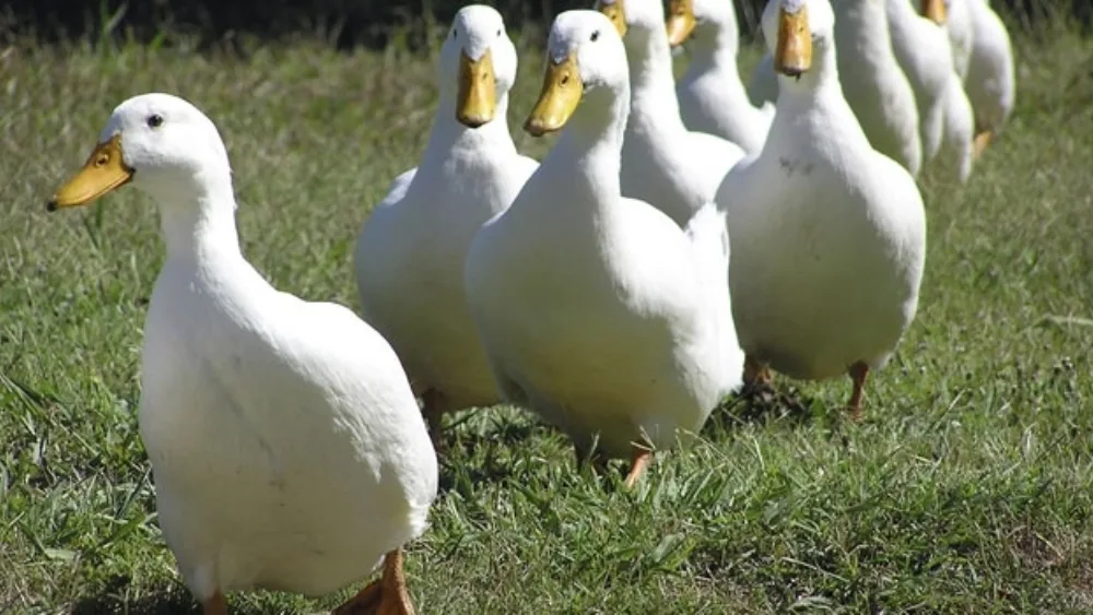 Τα αγροδιατροφικά μας προϊόντα followers στις διεθνείς αγορές