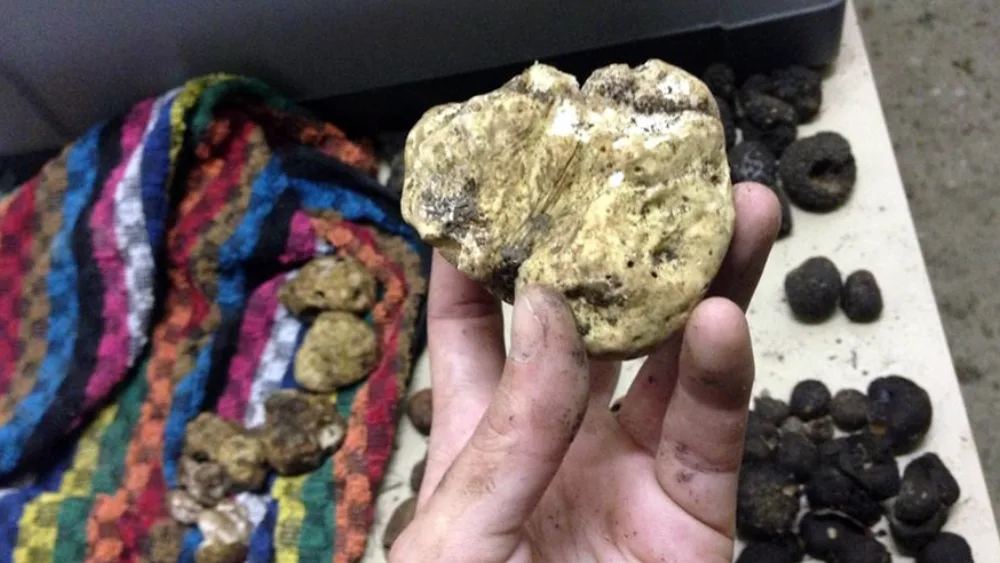 Καλλιεργώντας την τροφή των θεών