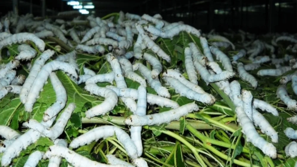 Στο δρόμο του μεταξιού της οικογένειας Τσιακίρη