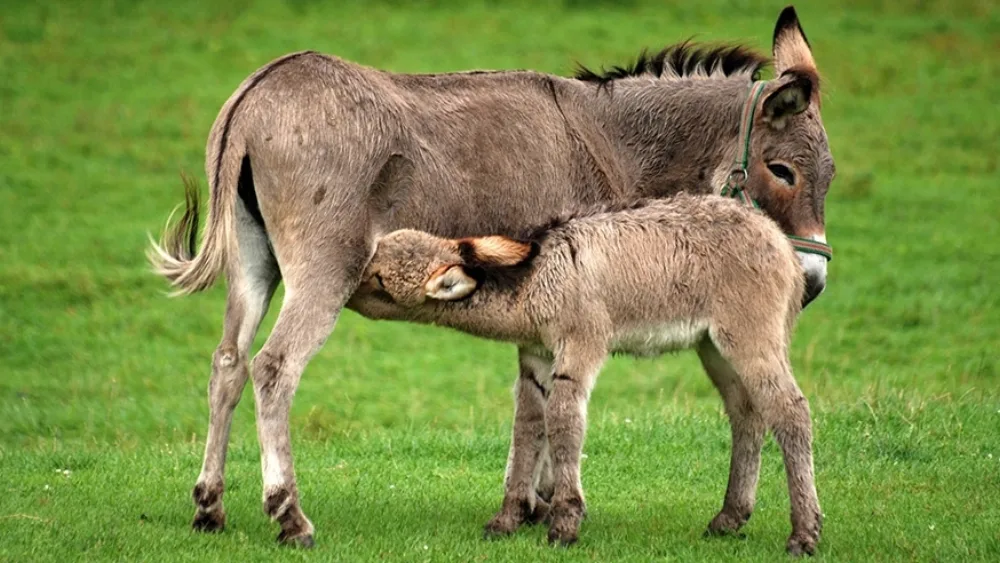 Το περιζήτητο γάλα γαιδούρας από τη φάρμα Τσιχουρίδη