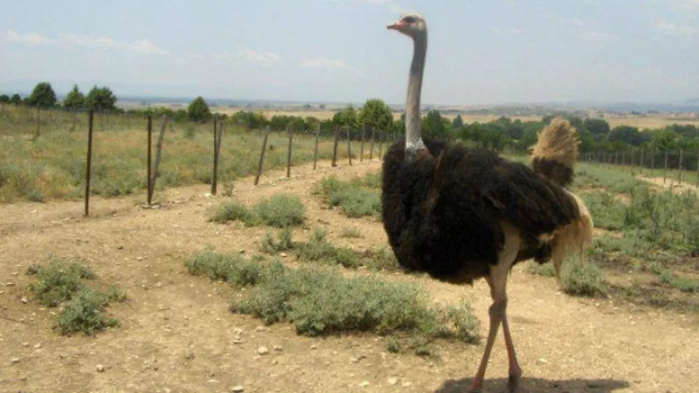 Μακεδονική Φάρμα Στρουθοκαμήλων: Η πρώτη στο είδος της στην Ελλάδα