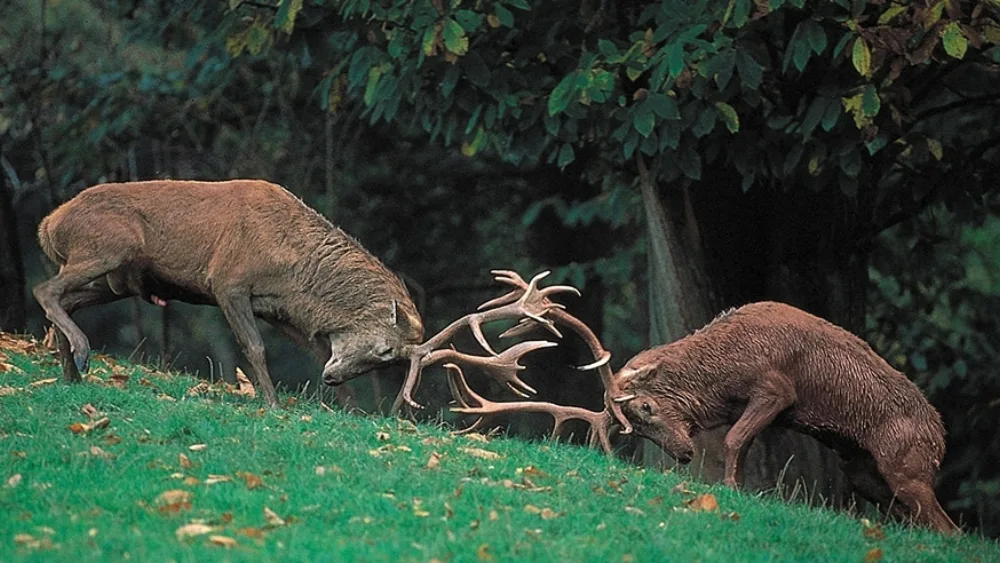 Conflict Coaching για Στελέχη: Επίλυση διαπροσωπικών συγκρούσεων