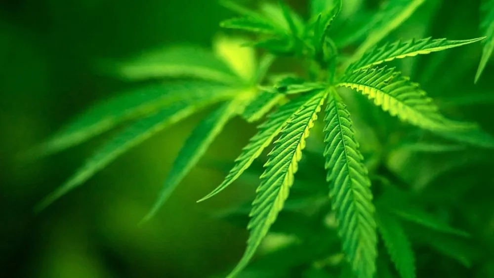 Κάνναβη, το παρεξηγημένο φυτό με τις πολλές χρήσεις