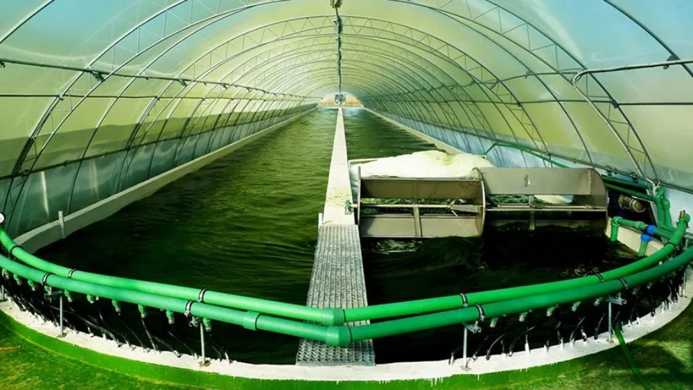 H Σπιρουλίνα Νιγρίτας στις παγκόσμιες αγορές