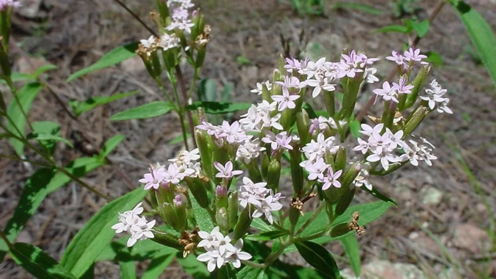 Στην Καρδίτσα το πρώτο εργοστάσιο μεταποίησης στέβιας στην Ευρώπη