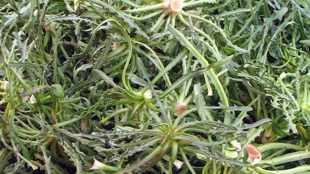 Σταμναγκάθι: Ο “βασιλιάς” των άγριων χόρτων σε γεύση και κέρδη