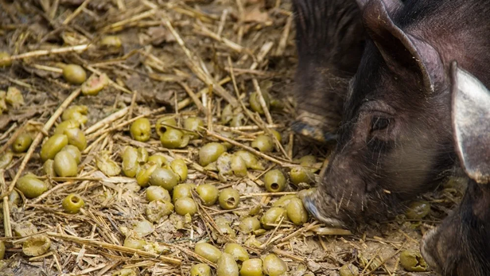 Ο μαύρος χοίρος της Φάρμας Φωτιάδη παγκόσμια καινοτομία στην υγιεινή του κρέατος