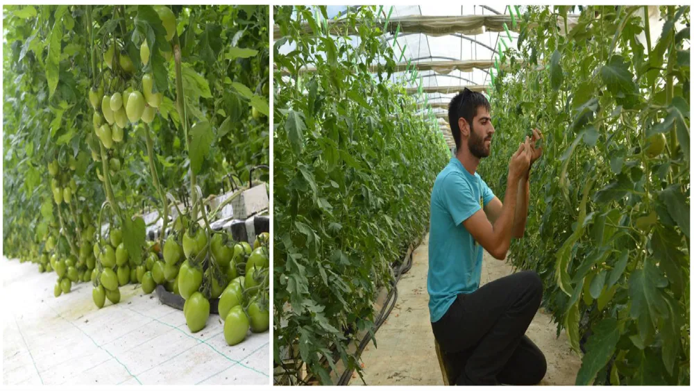 Κώστας Καραμόσχος: Ένας νέος αγρότης από την Λήμνο  που προωθεί την αγροτική καινοτομία