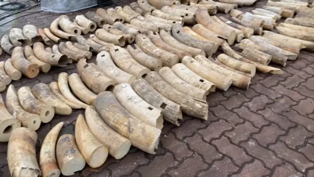 Η Σιγκαπούρη καταστρέφει ελεφαντόδοντο αξίας 18 εκατομμυρίων δολαρίων