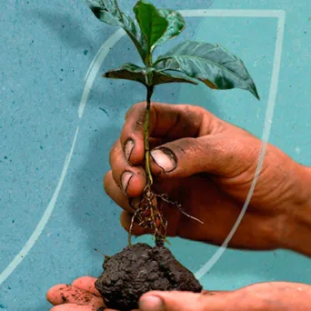 Τι ξέρει ο Jack Daniel’s και η Nescafé για την αναγεννητική γεωργία;