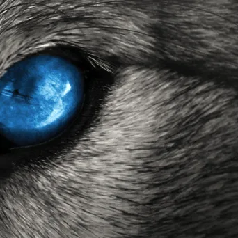 «Μοναχικοί λύκοι» στην ομάδα: Πώς να αποκτήσουν νοοτροπία συλλογικότητας