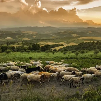 Νέα έκτακτη στήριξη στους κτηνοτρόφους ύψους 56 εκατ. ευρώ
