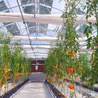 Η Πειραιώς στηρίζει το πρόγραμμα του ΥΠΑΑΤ για τις επενδύσεις εκσυγχρονισμού στα θερμοκήπια