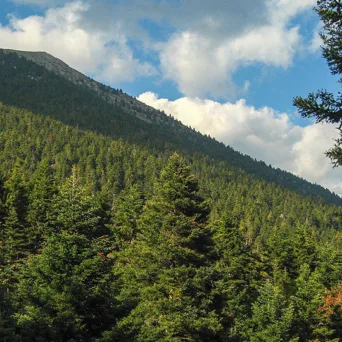 Τα κουρασμένα δάση