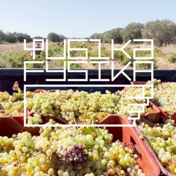 ΦΥΣΙΚΑ FYSIKA: Ένας προορισμός, αμέτρητες ιστορίες κρασιού