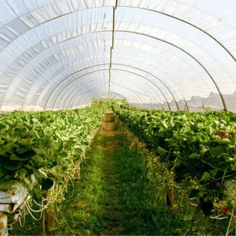 Παράταση προθεσμίας υποβολής αιτήσεων για θερμοκήπια και στέγαστρα φυτικής παραγωγής - Νέα καταληκτική ημερομηνία