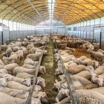 Επιστολή περιφερειάρχη Θεσσαλίας στον πρωθυπουργό - Οχτώ προτεινόμενοι τρόποι στήριξης της ελληνικής κτηνοτροφίας