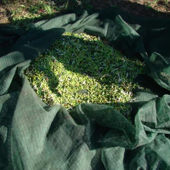 Η Αρετή Σουγκάρη του Maison d’ Olive μοιράζεται μυστικά γεύσης και γνώσης του ελληνικού ελαιόλαδου