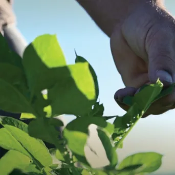 Νέα πειραματικά αγροτεμάχια στο πλαίσιο του Έργου «Γεωργία με Ευφυΐα»