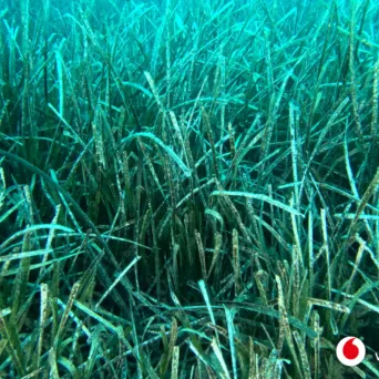Vodafone Posidonia: Χαρτογραφήθηκαν τα λιβάδια Ποσειδωνίας σε Ανατ. Πελοπόννησο & Αργοσαρωνικό