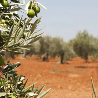 Από αύριο η υποβολή αιτήσεων για το νέο επιδοτούμενο πρόγραμμα κατάρτισης ανέργων της ΔΥΠΑ στην ελαιοκομία στην Πάργα