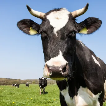 Η συνωμοσία της αγελάδας