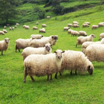 Ξεκινούν από σήμερα οι αιτήσεις επιχειρήσεων για το νέο πιλοτικό πρόγραμμα απόκτησης εργασιακής εμπειρίας στον κτηνοτροφικό κλάδο στη Θεσσαλία