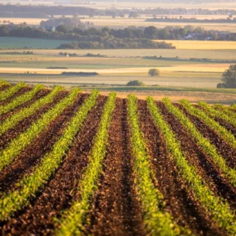 ΑΑΔΕ: Άνοιξε η ψηφιακή εφαρμογή για δήλωση κατοχής αγροτεμαχίων με προβλήματα ΑΤΑΚ ή ΚΑΕΚ στην ΕΑΕ 2025