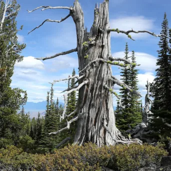 Μεγαλώνουμε χωρίς να γινόμαστε, απαραίτητα, σοφότεροι
