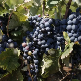 Η ΚΕΟΣΟΕ ζητά άμεσες παρεμβάσεις για την ενίσχυση της αγροτοδιατροφικής αλυσίδας